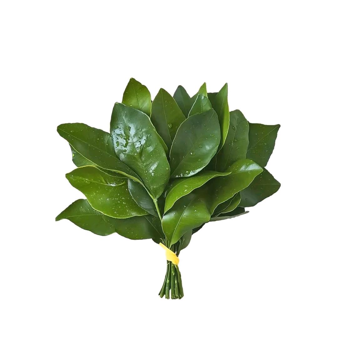 想养只小狗