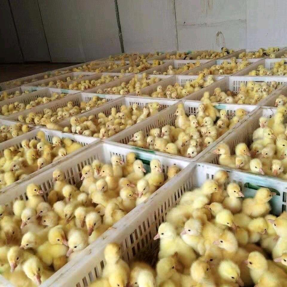 优牧鹅业