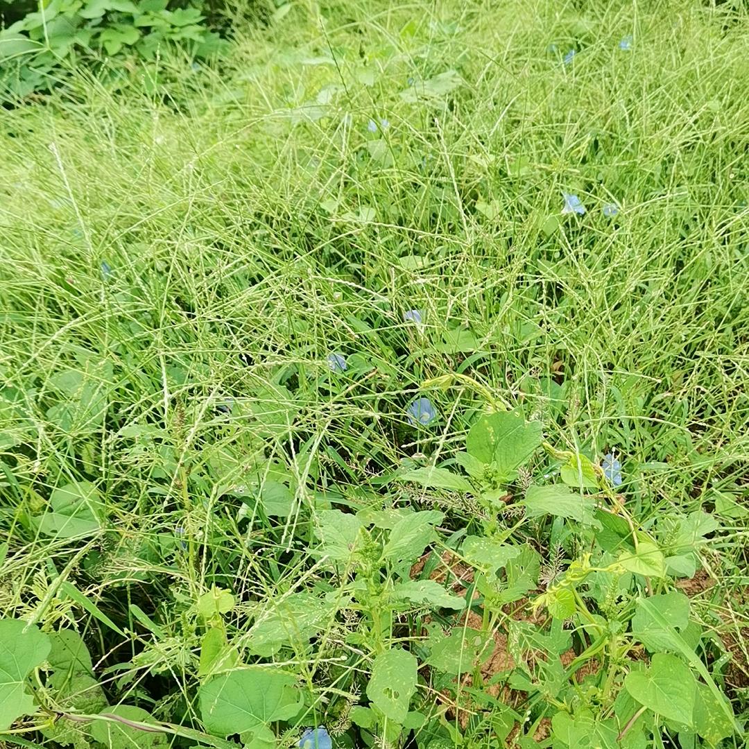 静水如云