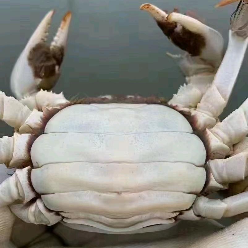 🥀༊ღ螃蟹🦀龙虾꧔ꦿ᭄水產養殖
