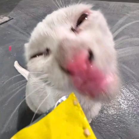 男名猩