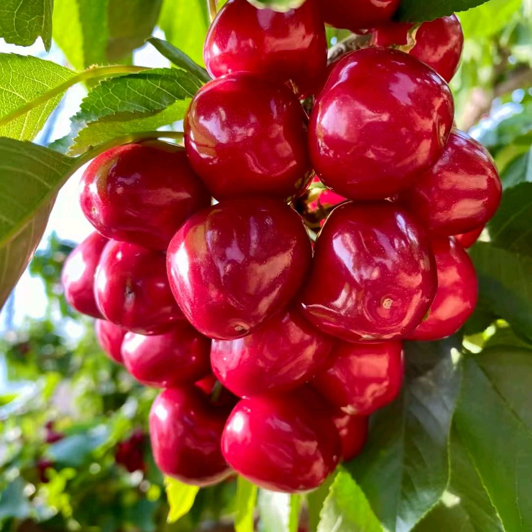 🍒🍒大连樱桃🍒🍒