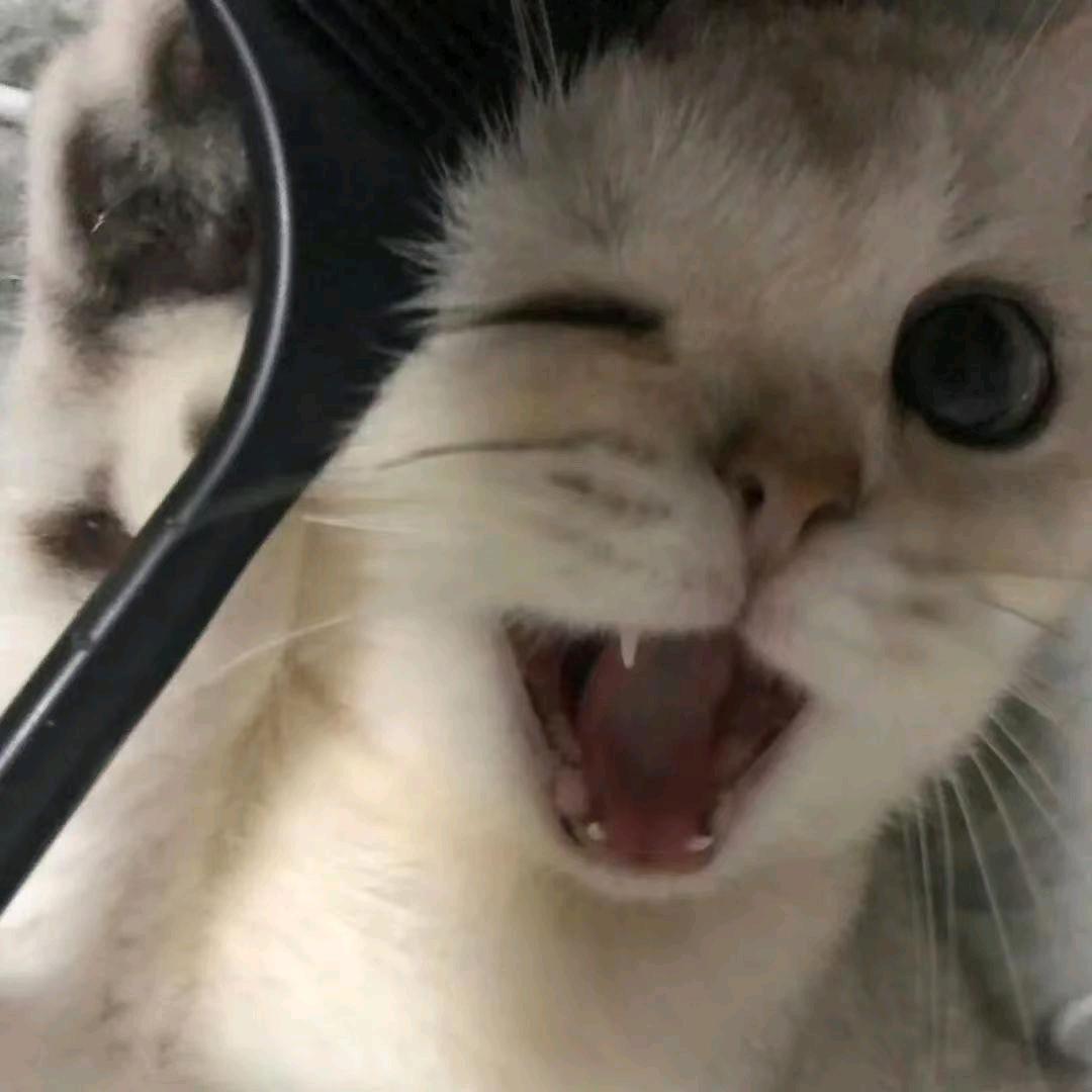 笨笨熊