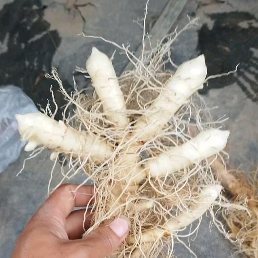 巫山玉竹哥。玉竹收购