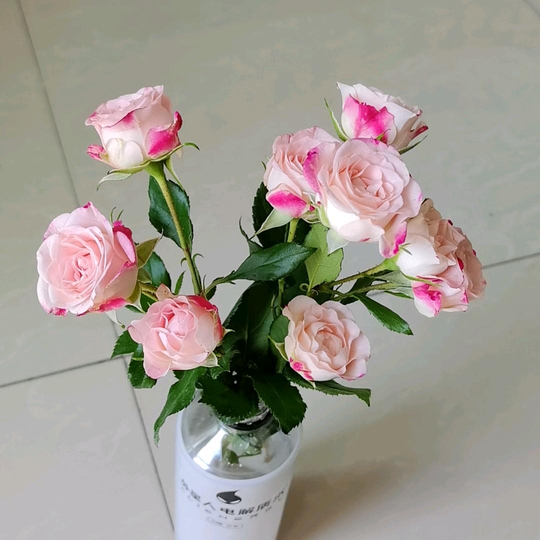 立安🌱