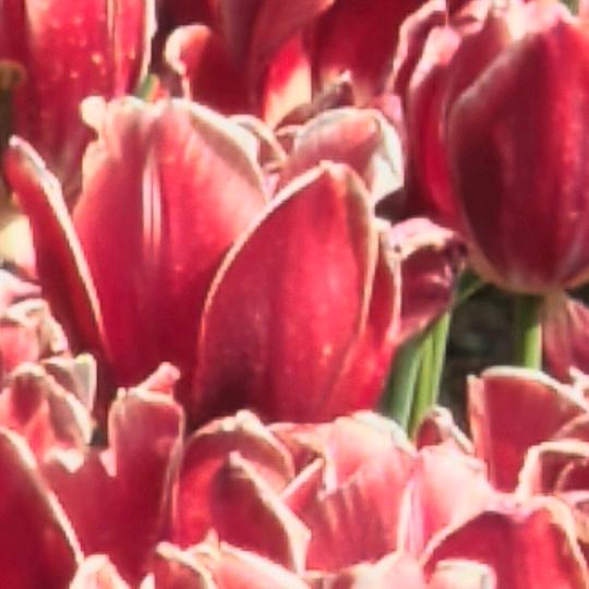 范花似锦