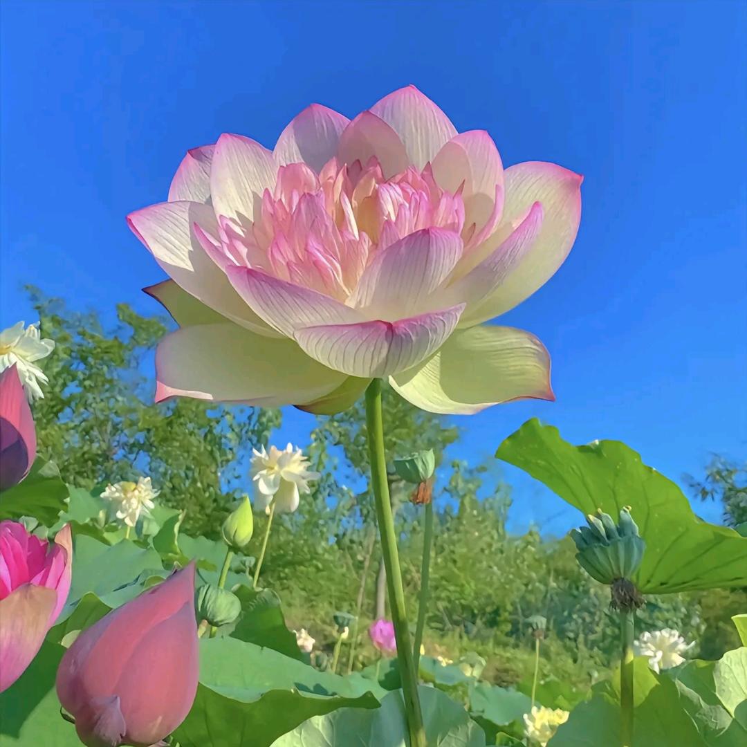 梦想