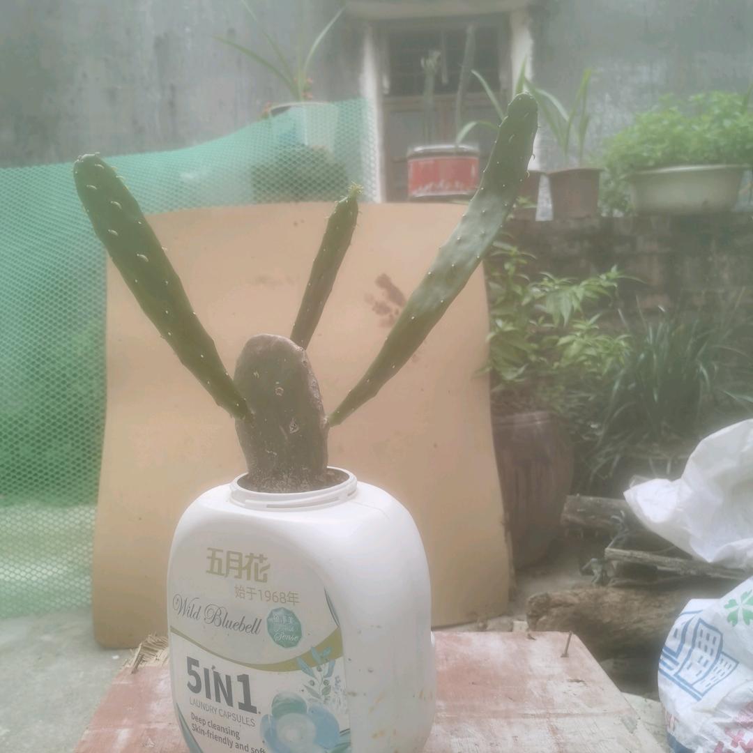 明月清风