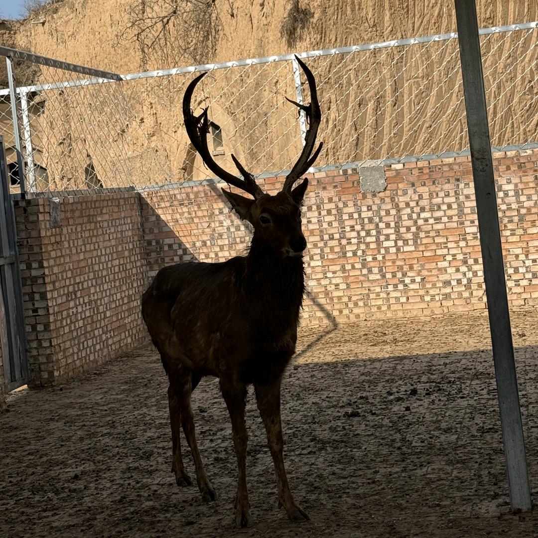 在旬邑撸梅花鹿