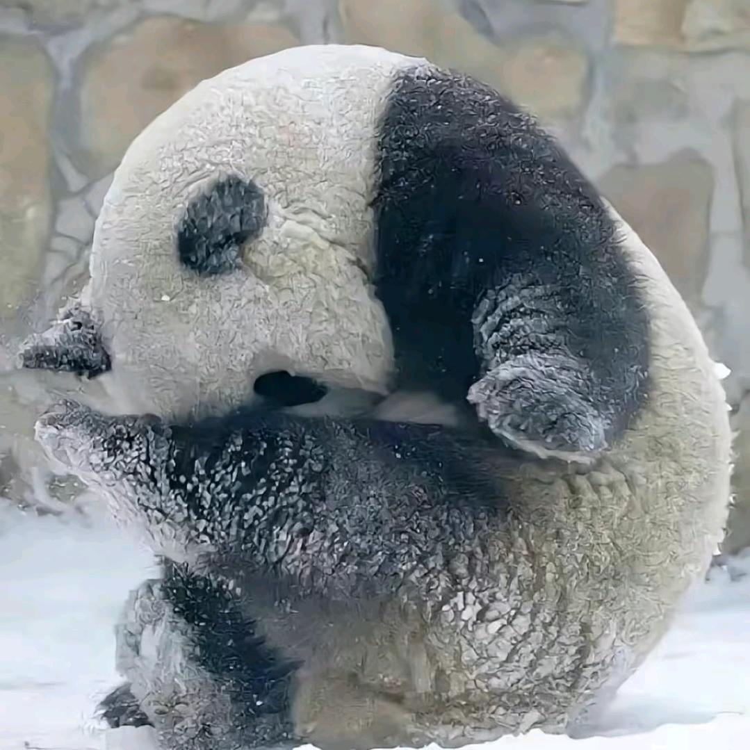 ℯ⃝🐼🐼🐼🐼🐼🐼🐼🐼🐼