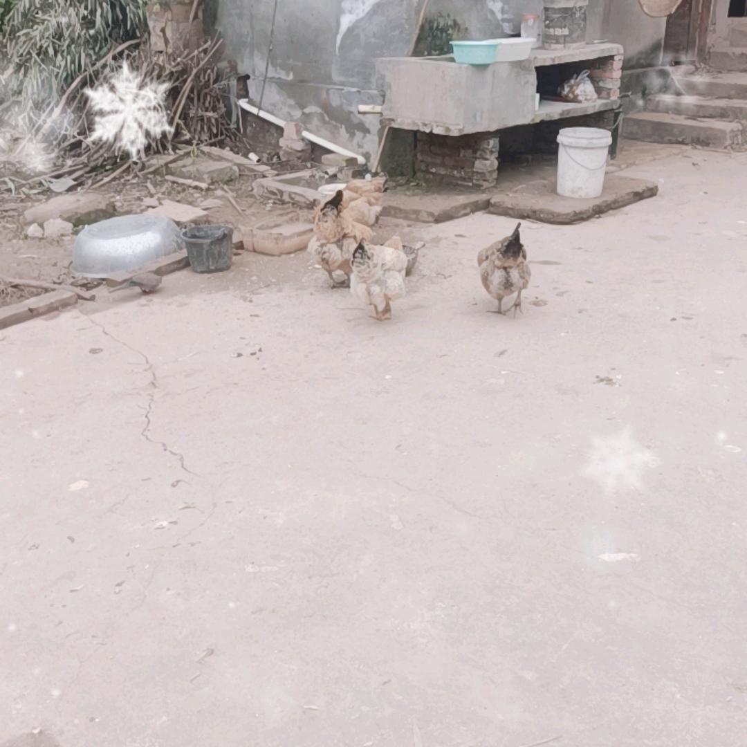 兄弟