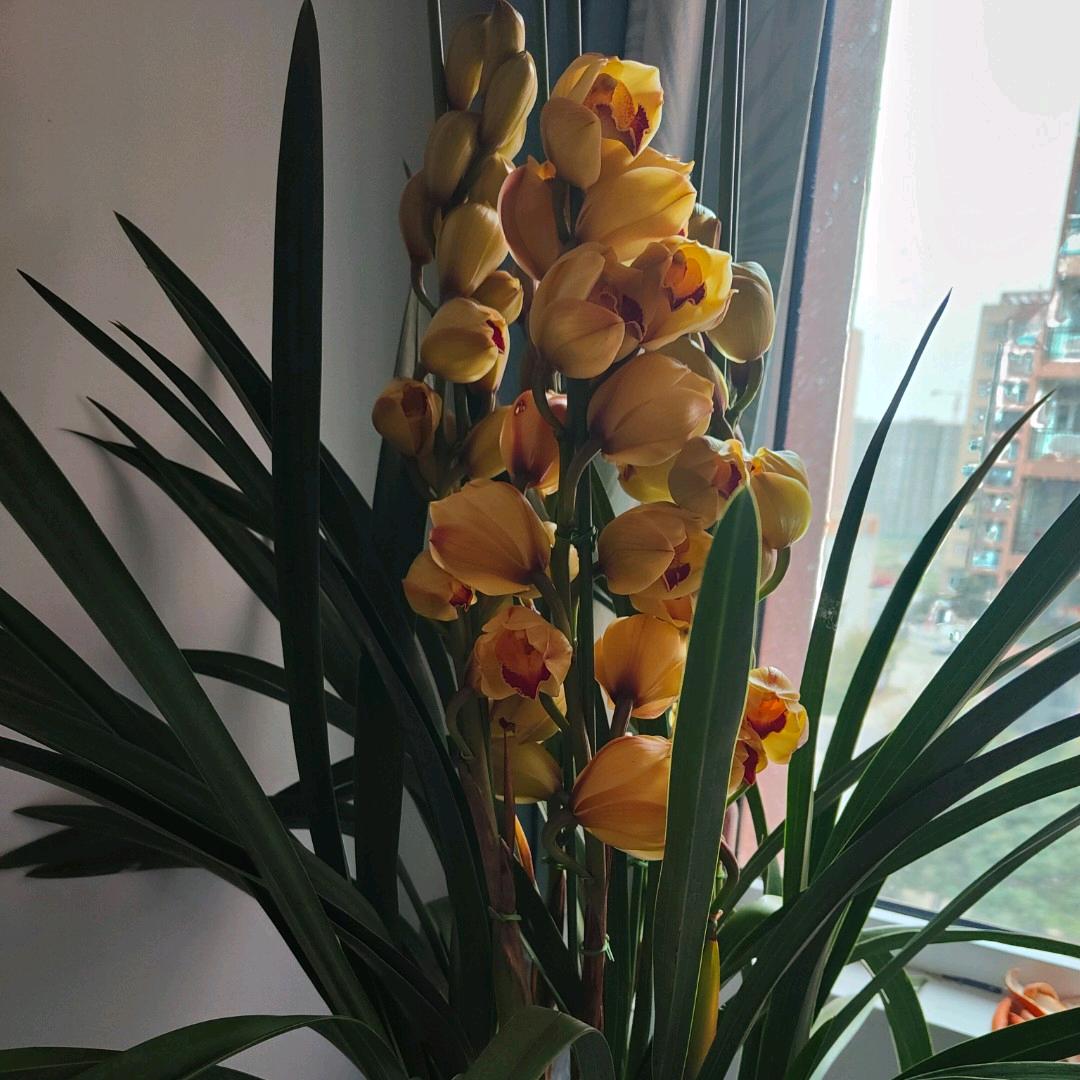 爱清风♥☞藏式健康养生☜