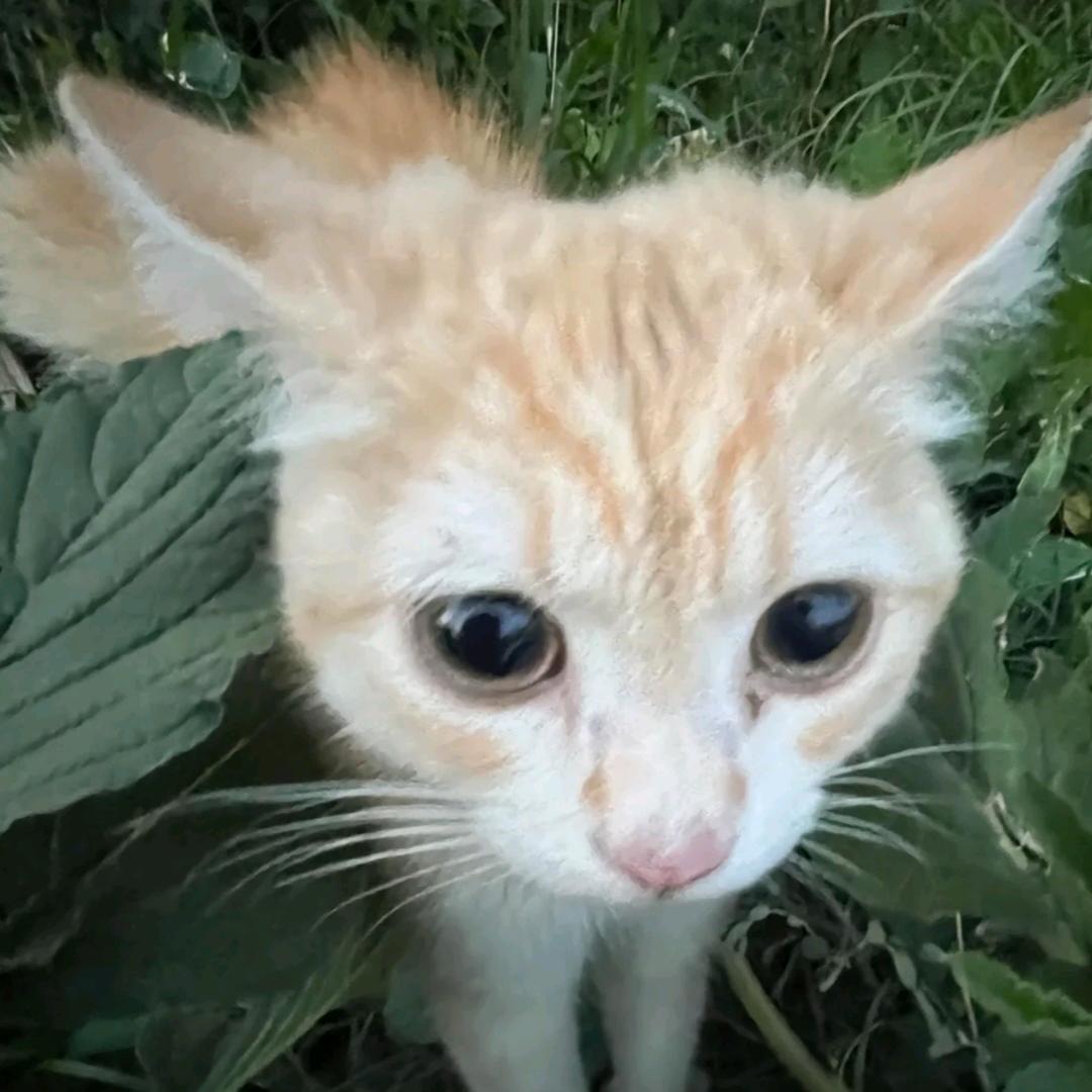 古古怪怪