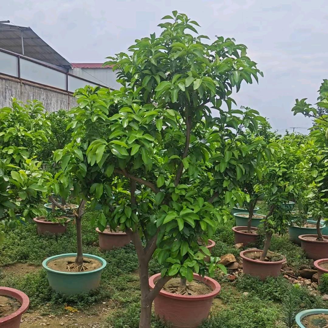鸿憬熵苗木盆栽优品店