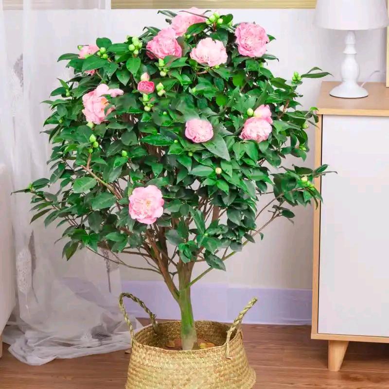 花草秘境