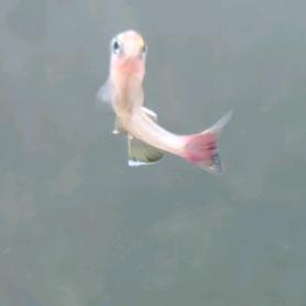 飞翔的小鱼.。oO