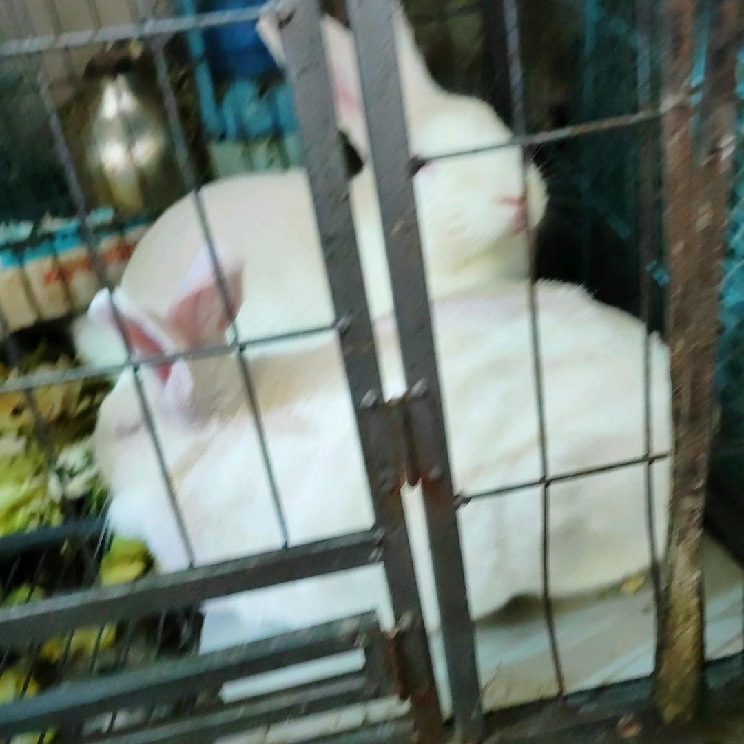 开心