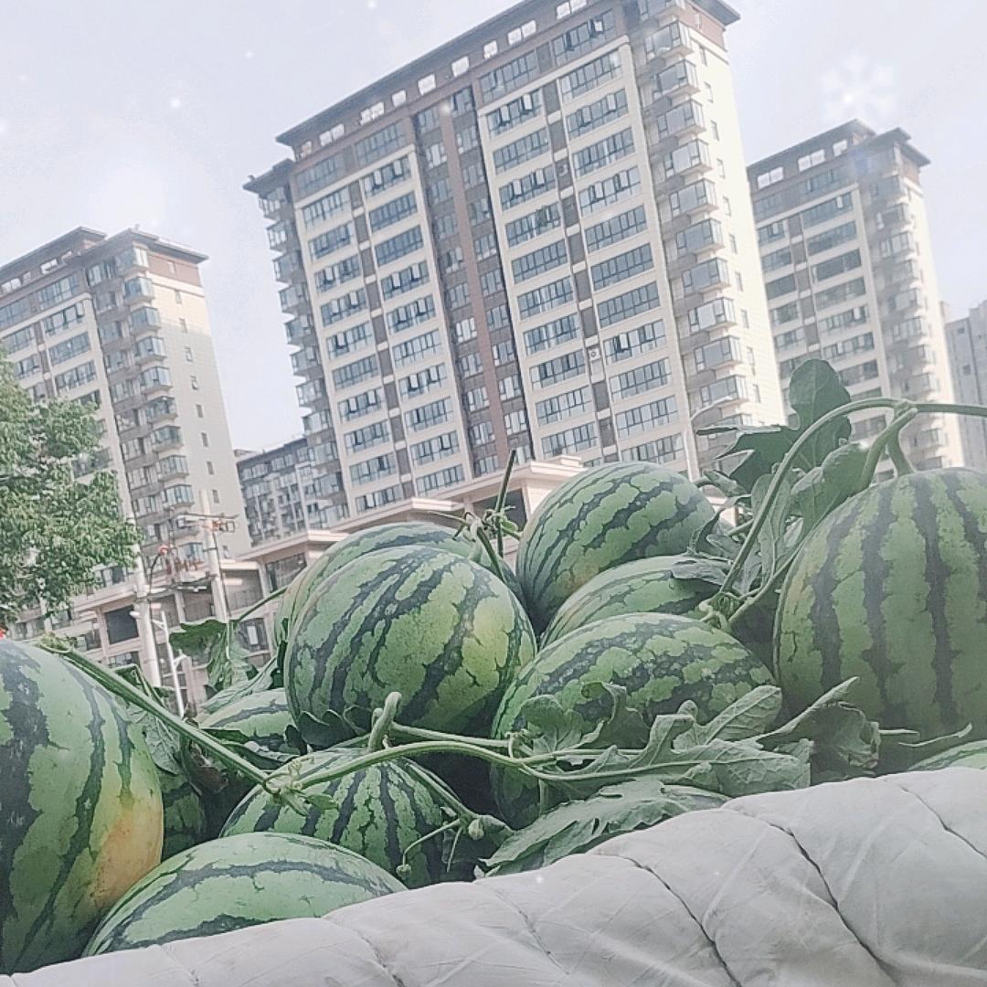 水果快递搬运工