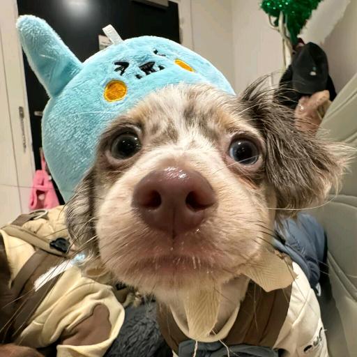 酸菜小鱼🐠