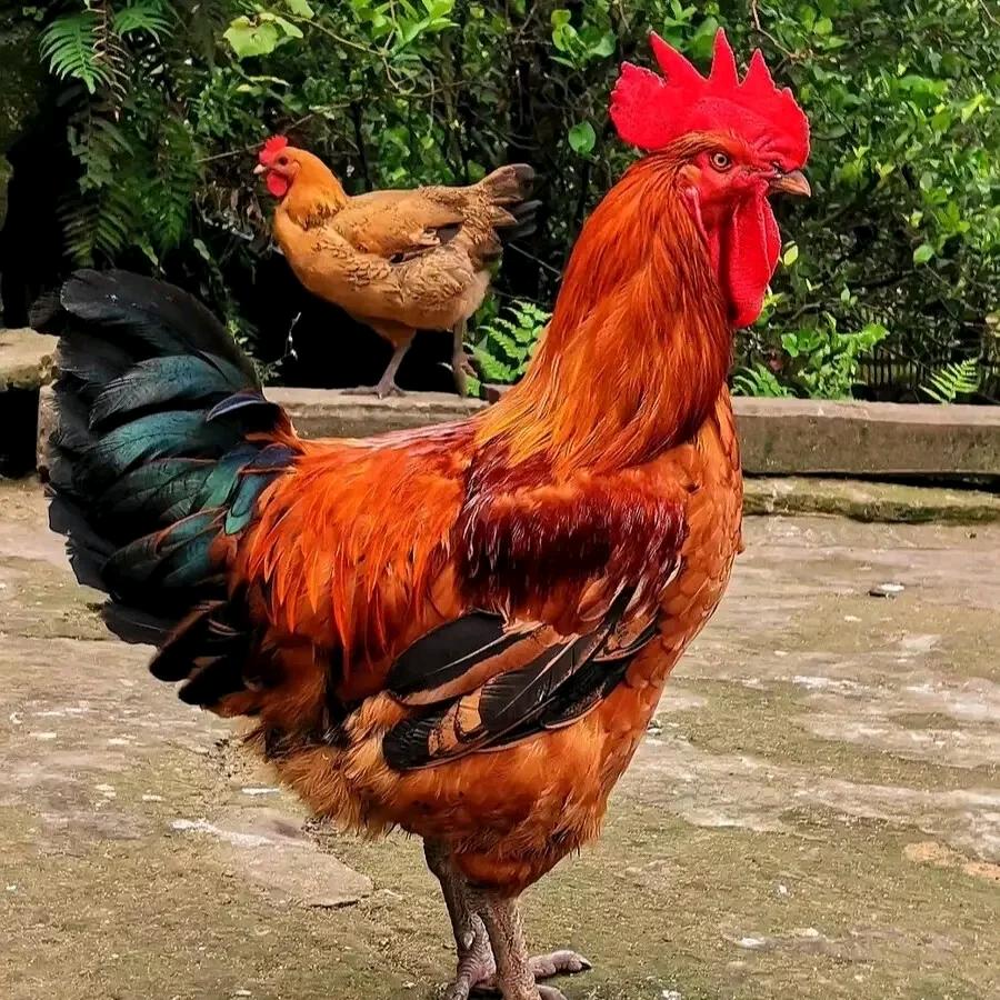 双之驰农业