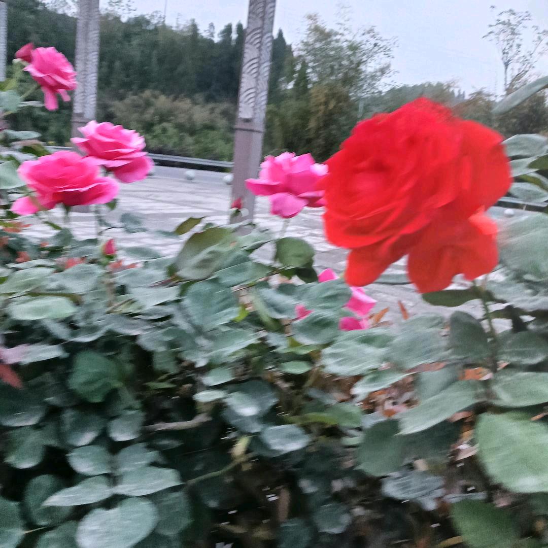 无怨无悔