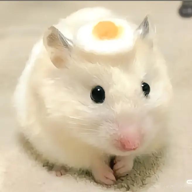 韦哲百货