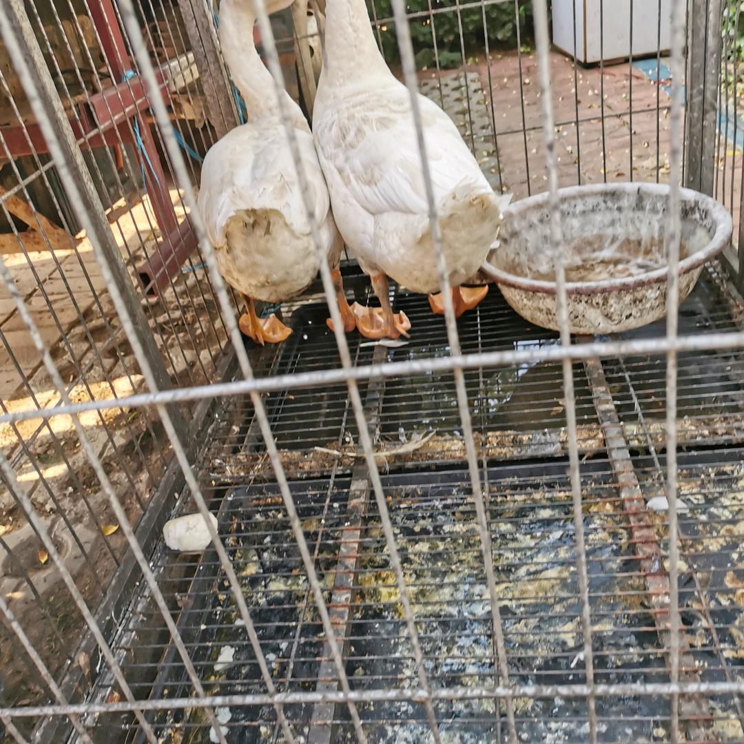 渤龙湖市民广场天丰元柴锅炖大鹅