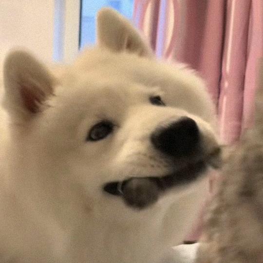 大气层边上抓萤火虫的公山羊🐐