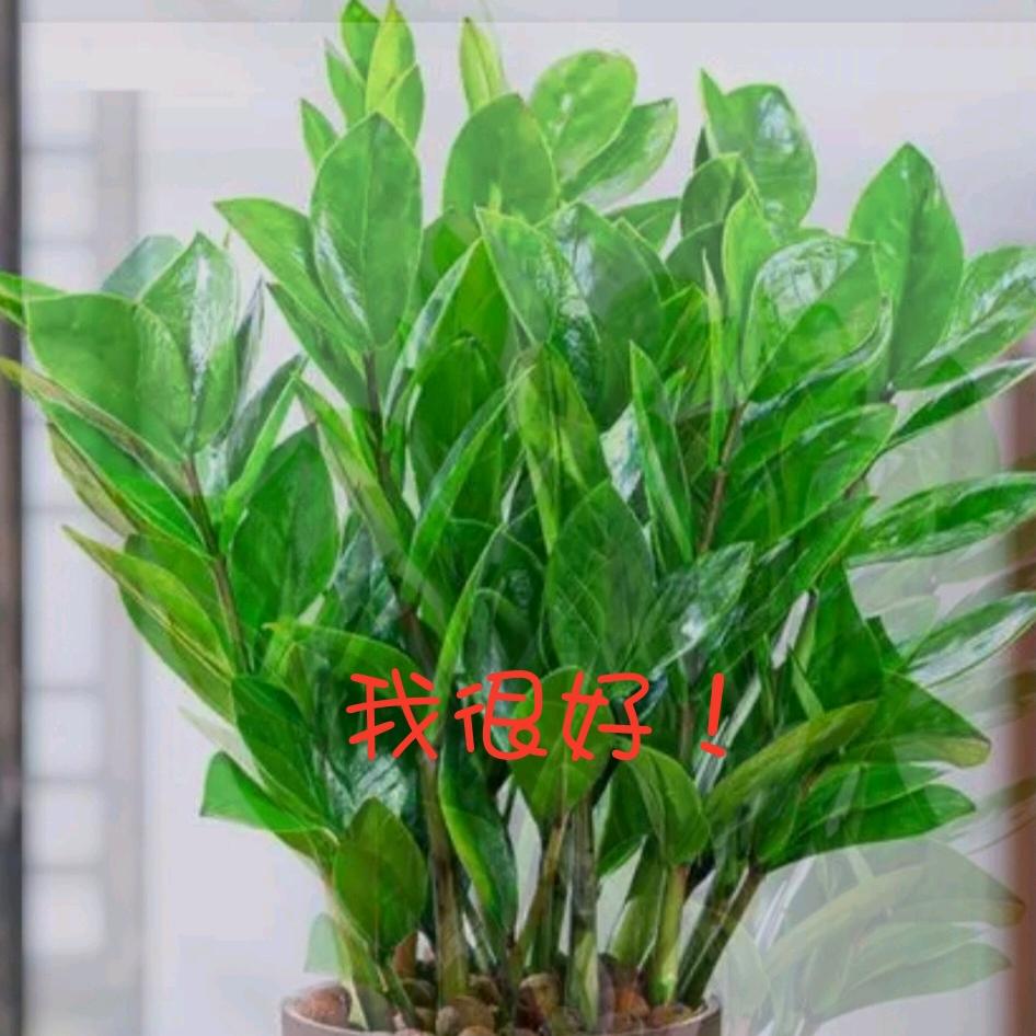 @🍒 微风💫⚕️
