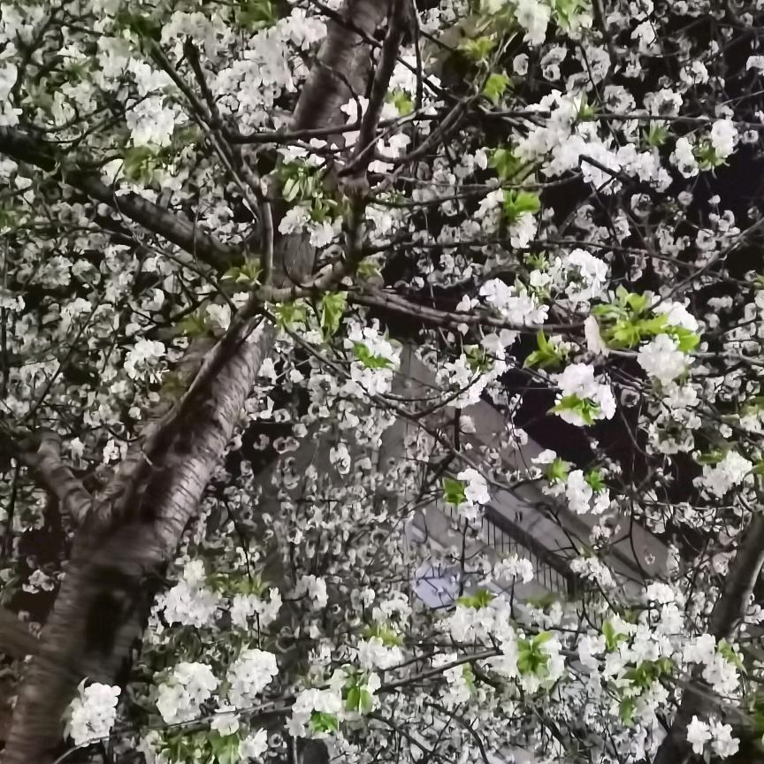 丁咛