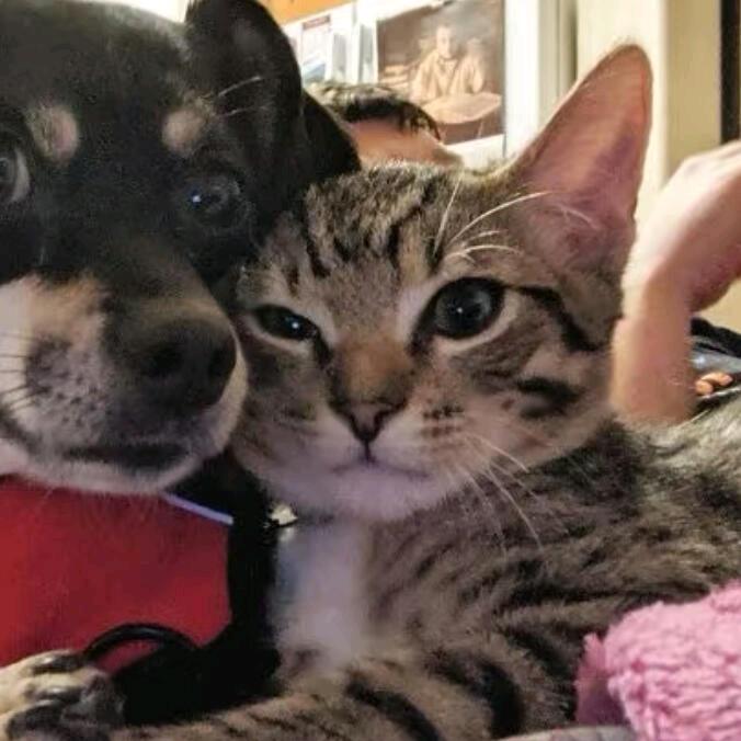 变成怪兽之王将地球毁灭并与人类同归于尽！