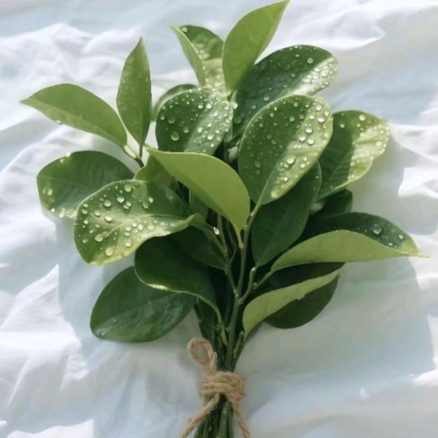 ✿听এۣۖิ说糖很꧔ꦿ甜 🍭