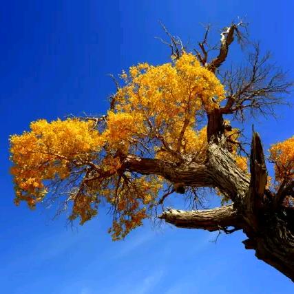 唐伯虎点蚊香（敬贤堂）