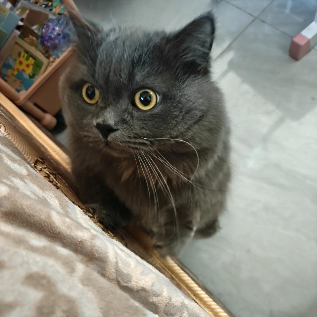 慕慕战岑