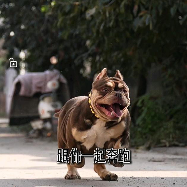 赵公子恶霸犬舍  马鞍山市雨山区潞淋工艺