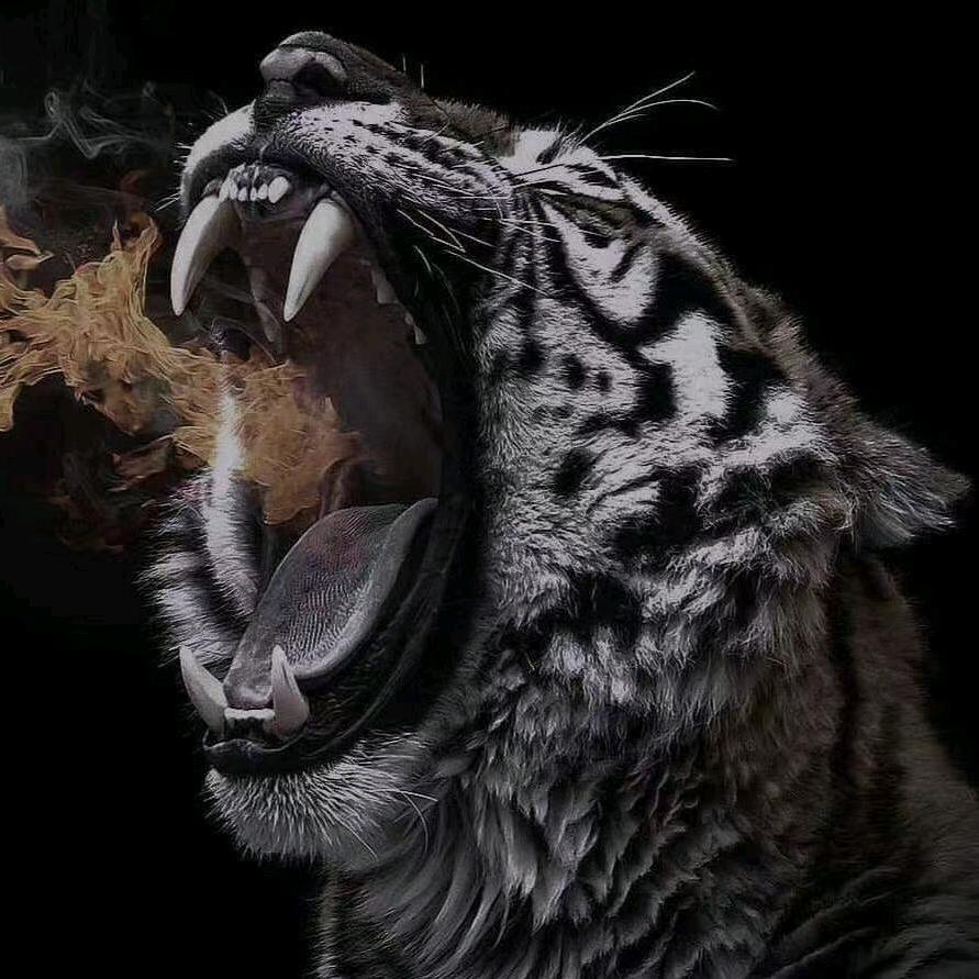 🐯