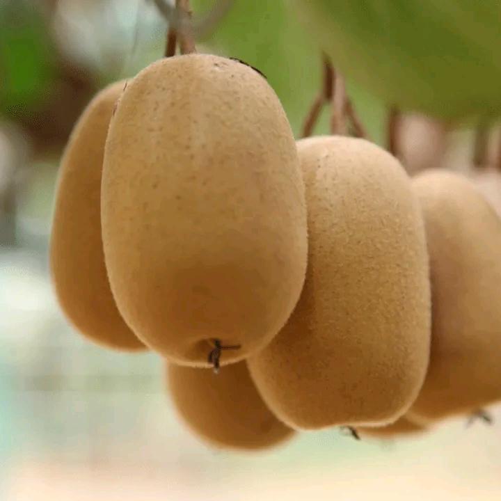 海安市许华猕猴桃园（个体工商户）