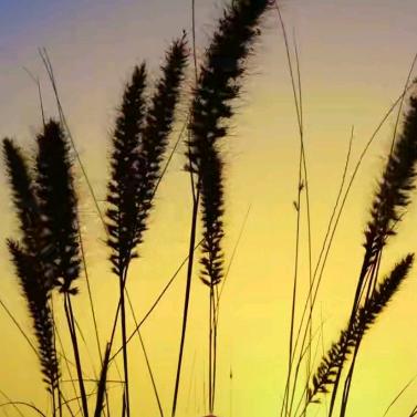 我是一只招财喵