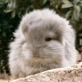 龙猫养殖曦牧龙