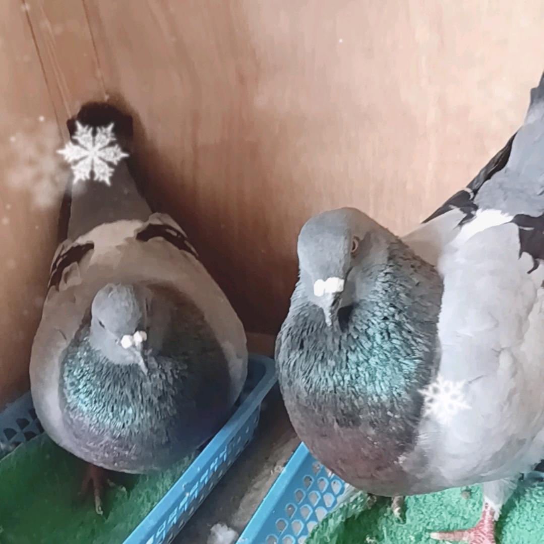 平舆涛哥鸽舍