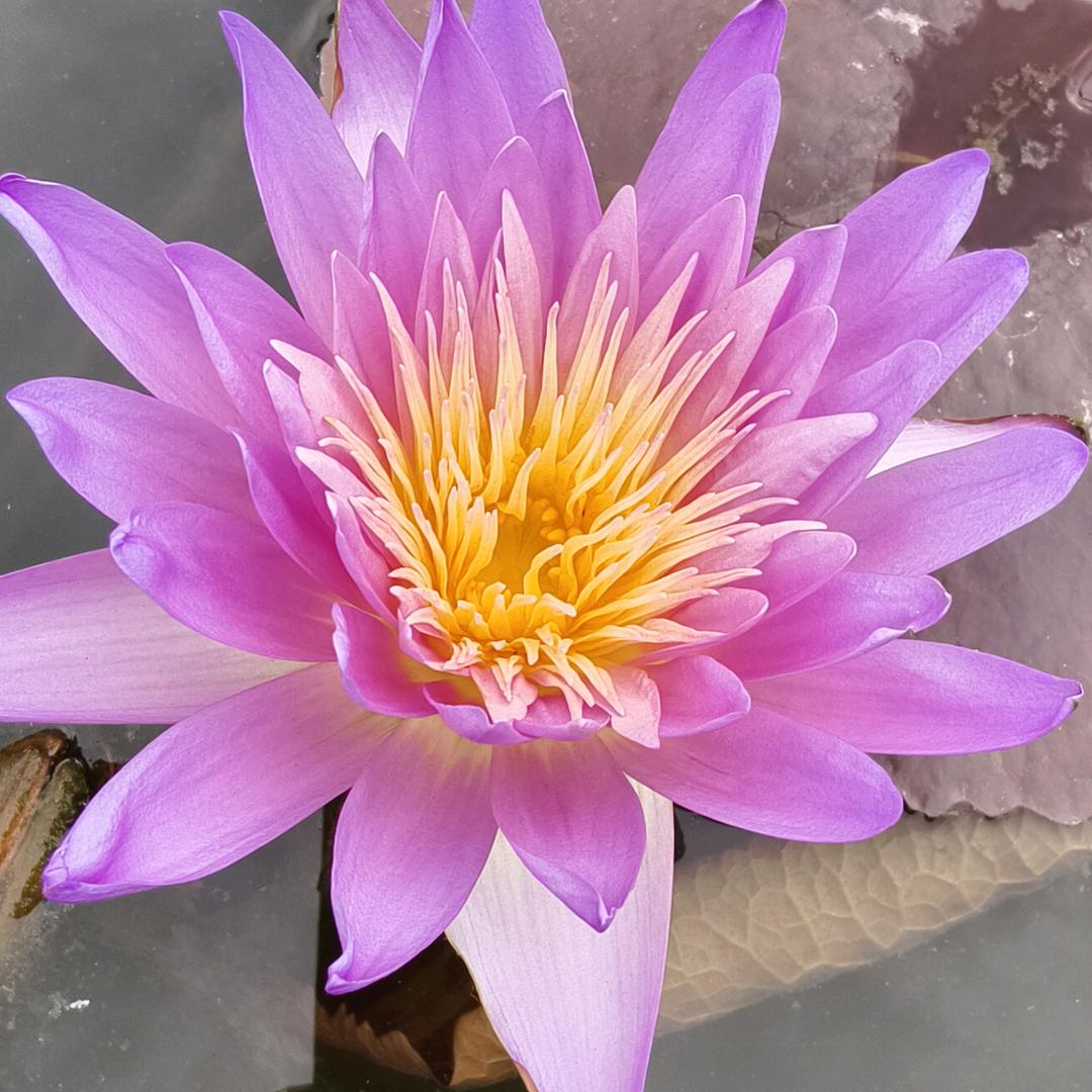 ꧁꫞꯭小荷🌸才露🌸煎煎饺꫞꧂