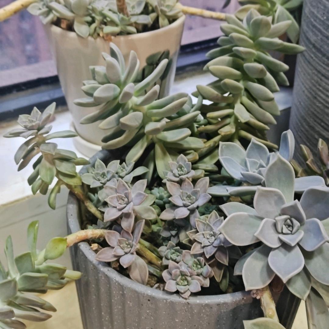 樱子