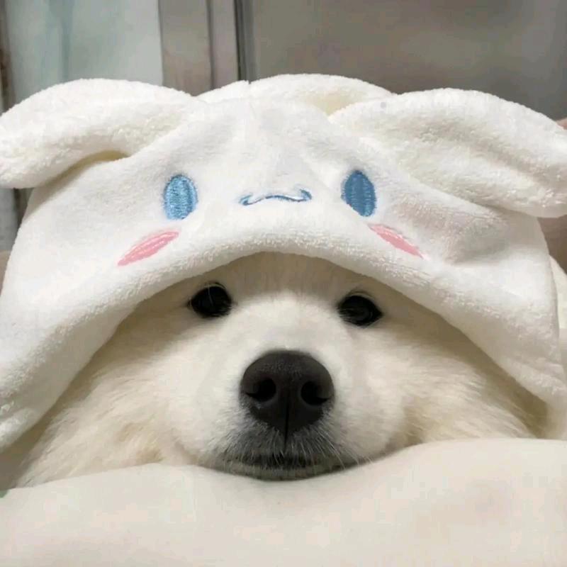 爱吃土豆的棕熊