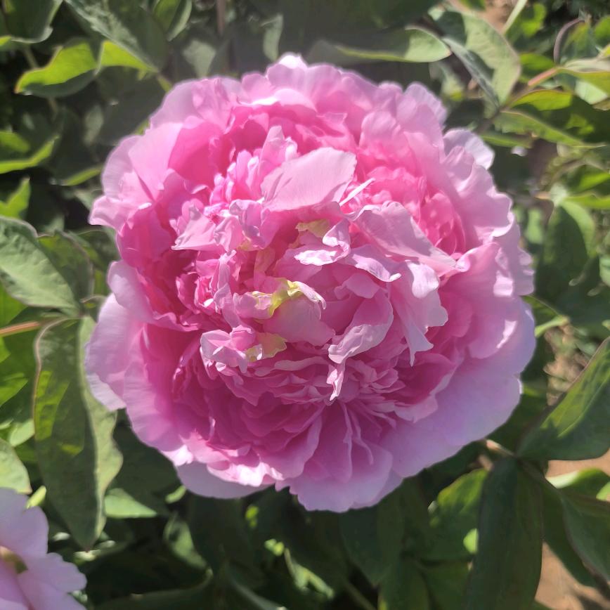 幸福一家人小温