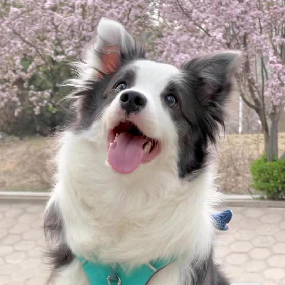 仙桃市萬仟宠物服务店（个体工商户）