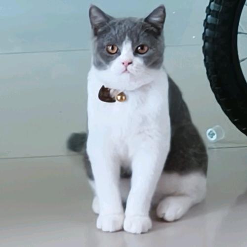 爱赖床的懒鬼👻