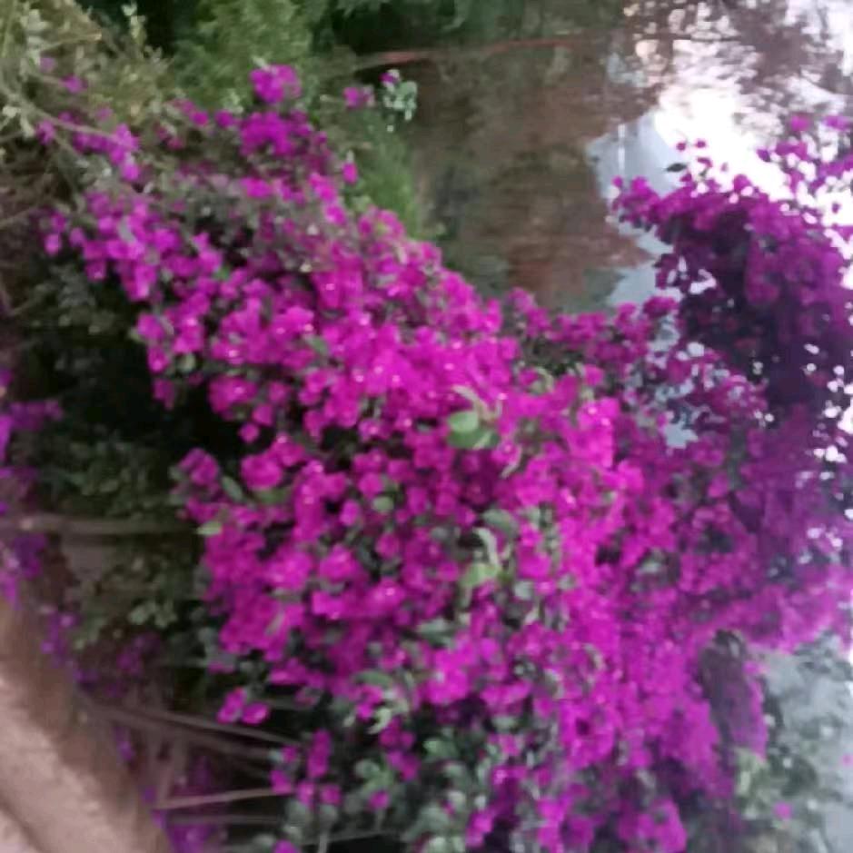 随心而欲