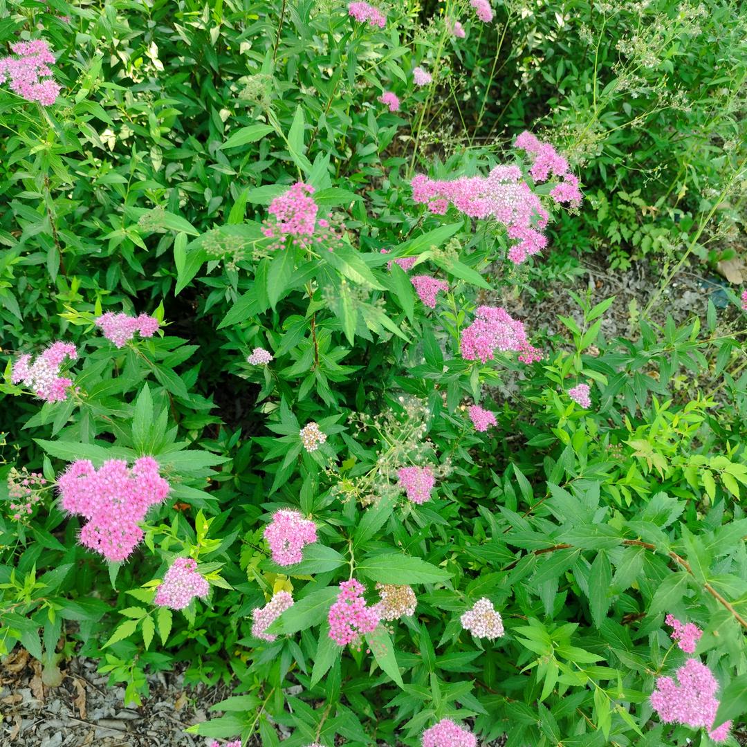 🎋🌹碎碎念念