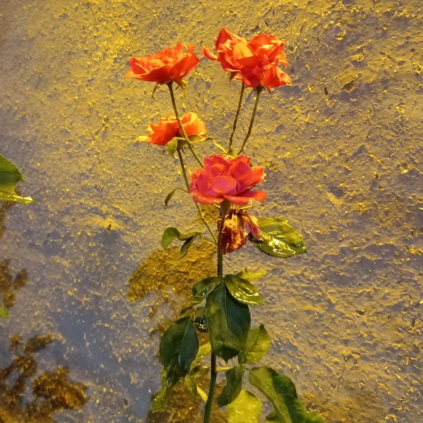 会林