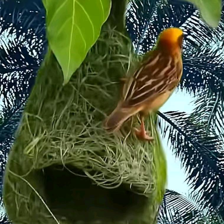 洛曲王献礼